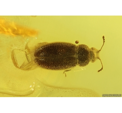 Hairy fungus beetle Mycetophagidae and Crane fly Limoniidae Dicranomyia. Fossil insects in Ukrainian Rovno amber #10157R