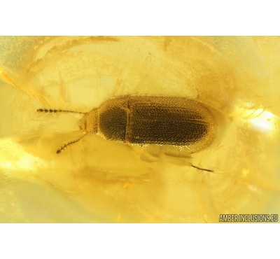 Hairy fungus beetle Mycetophagidae. Fossil insect in Ukrainian Rovno amber #10159R