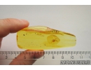 Hairy fungus beetle Mycetophagidae. Fossil insect in Ukrainian Rovno amber #10159R