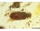 Ant-like leaf beetle Aderidae Palaeocnopus. Fossil insect in Ukrainian Rovno amber #10160R