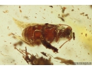 Ant-like leaf beetle Aderidae Palaeocnopus. Fossil insect in Ukrainian Rovno amber #10160R