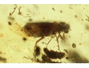 Ant-like leaf beetle Aderidae Palaeocnopus. Fossil insect in Ukrainian Rovno amber #10160R