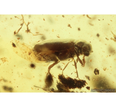 Ant-like leaf beetle Aderidae Palaeocnopus. Fossil insect in Ukrainian Rovno amber #10160R