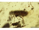 Ant-like leaf beetle Aderidae Palaeocnopus. Fossil insect in Ukrainian Rovno amber #10160R