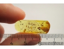 Ant-like leaf beetle Aderidae Palaeocnopus. Fossil insect in Ukrainian Rovno amber #10160R
