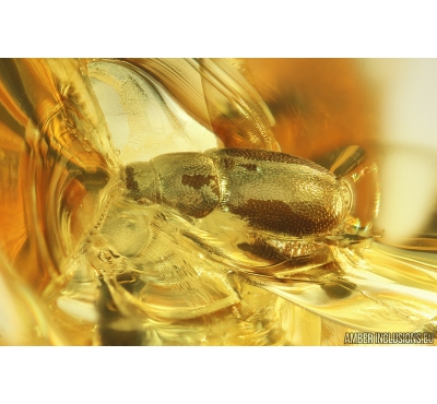 Beetle Coleoptera and Two amber drops Stalactite. Fossil inclusions in Ukrainian Rovno amber #10161R