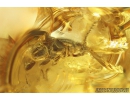 Beetle Coleoptera and Two amber drops Stalactite. Fossil inclusions in Ukrainian Rovno amber #10161R