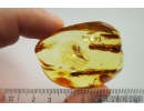 Beetle Coleoptera and Two amber drops Stalactite. Fossil inclusions in Ukrainian Rovno amber #10161R