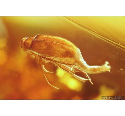 False Flower Beetle Scraptiidae Scraptia and More. Fossil insects in Ukrainian Rovno amber #10164R