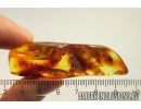 False Flower Beetle Scraptiidae Scraptia and More. Fossil insects in Ukrainian Rovno amber #10164R