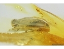 Rare scene Beetle with Fungi! Fossil insect in Ukrainian Rovno amber #10165R