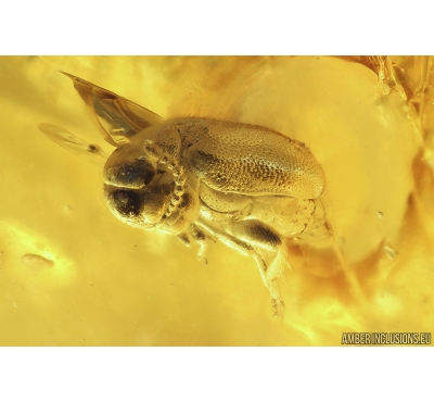 Probably Antlike leaf beetle Aderidae. Fossil insect in Ukrainian Rovno amber #10178R