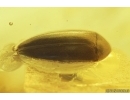 4 False darkling beetles Melandryidae Orchesia and Wasp. Fossil insects Baltic amber #10182