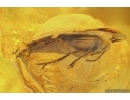 4 False darkling beetles Melandryidae Orchesia and Wasp. Fossil insects Baltic amber #10182