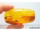 4 False darkling beetles Melandryidae Orchesia and Wasp. Fossil insects Baltic amber #10182