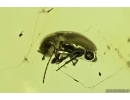 False darkling beetle Melandryidae Symphora glaesonauta in Spider Web.  Fossil insect Baltic amber #10183