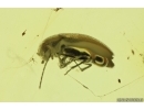 False darkling beetle Melandryidae Symphora glaesonauta in Spider Web.  Fossil insect Baltic amber #10183