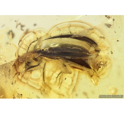 Darkling beetle, Tenebrionidae, Alleculinae. Fossil insect in Ukrainian Rovno amber #10184R