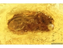 Cylindrical Bark beetle, Zopheridae. Fossil insect in Baltic amber #10188