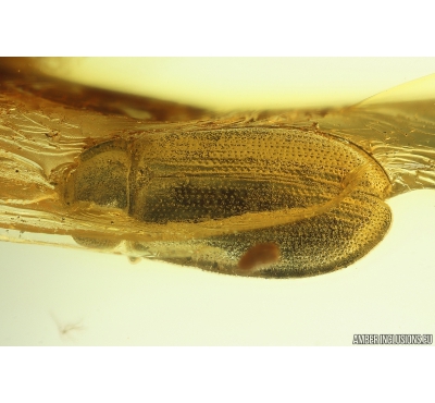 Bark-gnawing Beetle, Trogossitidae. Fossil insect in Ukrainian Rovno amber #10189R