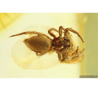 Jumping Spider Salticidae Fossil inclusion in Baltic amber #10203