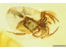 Jumping Spider Salticidae Fossil inclusion in Baltic amber #10203