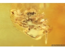 Jumping Spider Salticidae Fossil inclusion in Baltic amber #10203