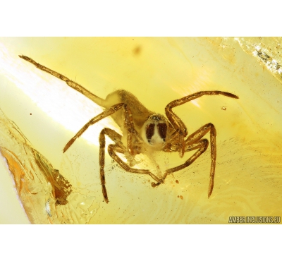 Nice Spider Araneae Fossil inclusion in Baltic amber stone #10204