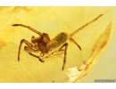 Nice Spider Araneae Fossil inclusion in Baltic amber stone #10204