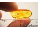 Nice Spider Araneae Fossil inclusion in Baltic amber stone #10204