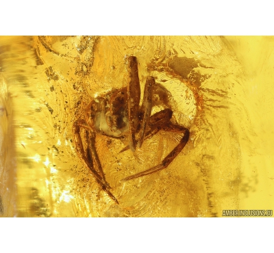 Spider Araneae Fossil inclusion in Baltic amber stone #10205