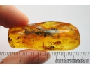 Spider Araneae Fossil inclusion in Baltic amber stone #10205