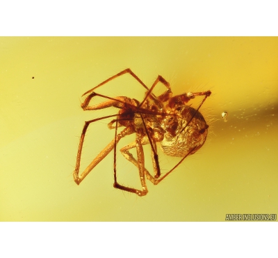 Nice Spider Araneae Synotaxidae Acrometa cristata Fossil inclusion in Baltic amber stone 10206