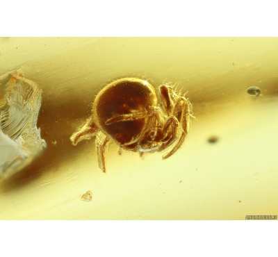 Spider Araneae and Two Beetles Larvae Coleoptera. Fossil inclusions Ukrainian Rovno amber #10207R