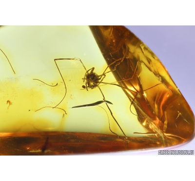 Harvestman Opiliones. Fossil inclusion in Baltic amber #10208