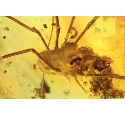 Nice Rare Harvestman Opiliones. Fossil inclusion in Baltic amber #10209