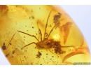 Nice Rare Harvestman Opiliones. Fossil inclusion in Baltic amber #10209