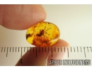 Nice Rare Harvestman Opiliones. Fossil inclusion in Baltic amber #10209