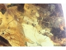 Harvestman Opiliones. Fossil inclusion in Big 47g! Ukrainian Rovno amber stone #10210R