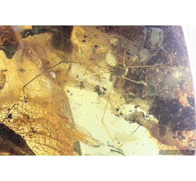 Harvestman Opiliones. Fossil inclusion in Big 47g! Ukrainian Rovno amber stone #10210R