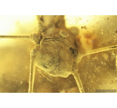 Harvestman Opiliones. Fossil inclusion in Big 47g! Ukrainian Rovno amber stone #10210R