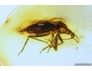 Rare, Nice Bug Heteroptera, Bristletail and More. Fossil insects in Baltic amber #10211