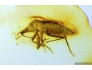 Rare, Nice Bug Heteroptera, Bristletail and More. Fossil insects in Baltic amber #10211