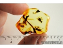 Nice Bug Heteroptera, Bristletail and More. Fossil insects in Baltic amber #10211