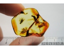Rare, Nice Bug Heteroptera, Bristletail and More. Fossil insects in Baltic amber #10211