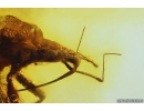 Nice Bug Heteroptera, Bristletail and More. Fossil insects in Baltic amber #10211