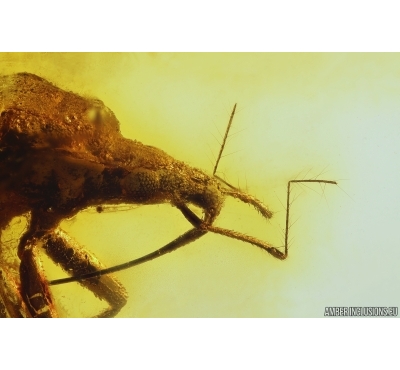 Rare, Nice Bug Heteroptera, Bristletail and More. Fossil insects in Baltic amber #10211
