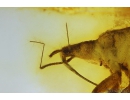 Nice Bug Heteroptera, Bristletail and More. Fossil insects in Baltic amber #10211