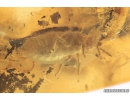 Two Rare Flat Bugs Aradidae, Woodlice Isopoda, Crane fly Limoniidae Dicranomyia, Coprolite and More Fossil Inclusions Ukrainian Rovno amber stone #10214R