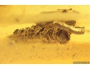 Two Rare Flat Bugs Aradidae, Woodlice Isopoda, Crane fly Limoniidae Dicranomyia, Coprolite and More Fossil Inclusions Ukrainian amber stone #10214R